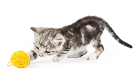 grey kitten playing with a yellow clew isolated on whiteの写真素材
