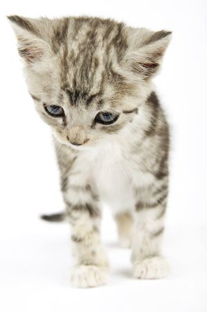 cute gray kitten over white backgroundの写真素材