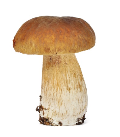 Mushroom boletus edulis on white backgroundの写真素材