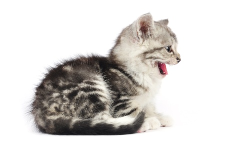 Angry grey kitten isolated on white backgroundの写真素材