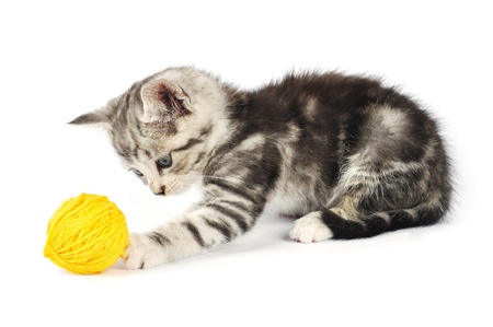 Grey kitten playing with yellow clew isolated on white backgroundの写真素材