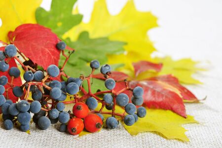 Composition from colorful autumn leaves, wild grape and rose hips. Small shallow dofの写真素材