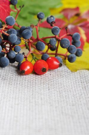 colorful autumn leaves, rose hips and wild grape closeup. Small shallow dofの写真素材