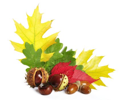 colorful autumn leaves with acorns and chestnuts over white backgroundの写真素材