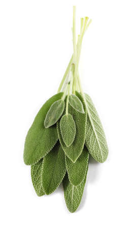 Fresh sage leaves isolated on white backgroundの写真素材