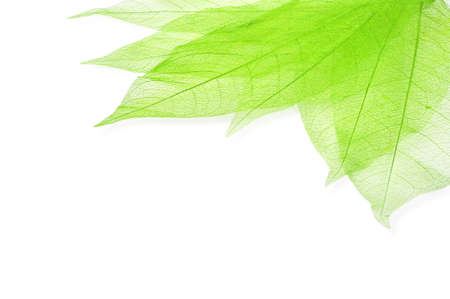 Green transperent leaves isolated on white with copy spaceの写真素材