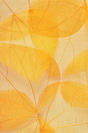 Background of transparent yellow autumn leaves closeupの写真素材