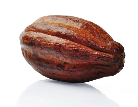 Fresh cacao pods isolated on a white backgroundの写真素材