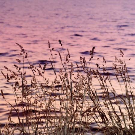 Long grass near the river on sunset, toned in blue and pinkの写真素材