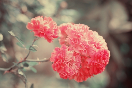 Vintage rose flowers close up toned in green and redの写真素材