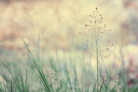 Long grass meadow closeup  Nature in details の写真素材