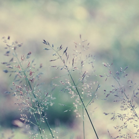 Long grass meadow close up  Nature in details の写真素材