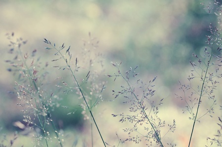 Long grass meadow close up  Nature in details の写真素材