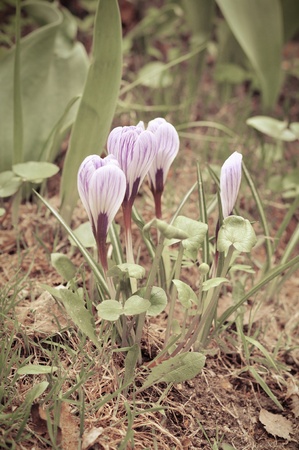 Flowers purple crocus in spring landscapeの写真素材