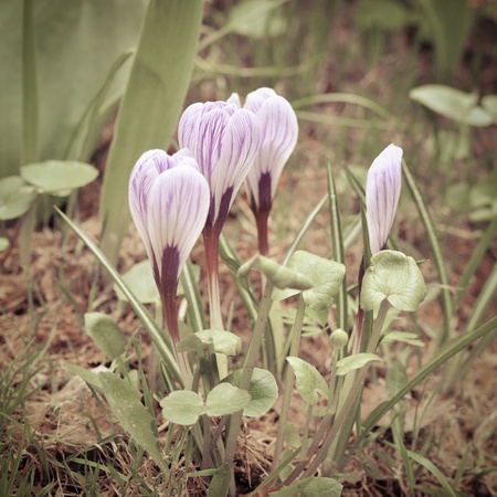 Flowers purple crocus in spring landscapeの写真素材