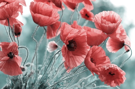 Field of bright red poppy flowers in spring closeupの写真素材
