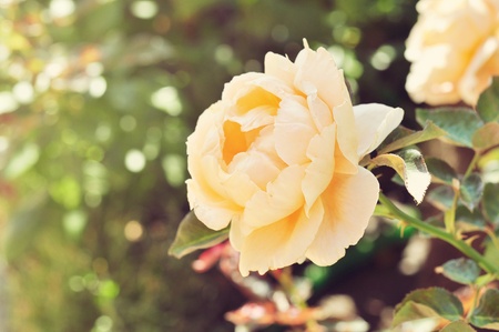 Beautiful yellow rose in a garden closeupの写真素材