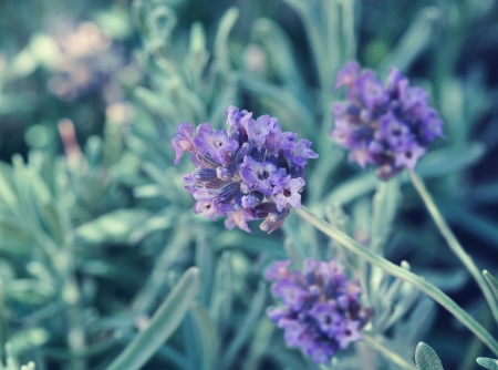 Lavender Flowers closeup outdoor  Nature in detail の写真素材