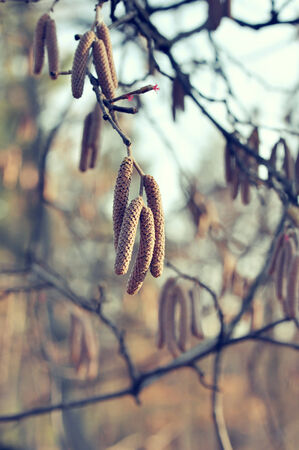 Birch twigs in spring forest closeupの写真素材