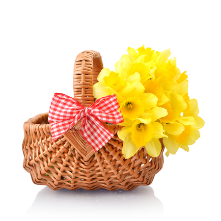 Daffodils in wicker basket isolated on white backgroundの写真素材