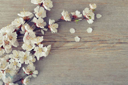 Beautyful blossom branch over wooden background closeupの写真素材