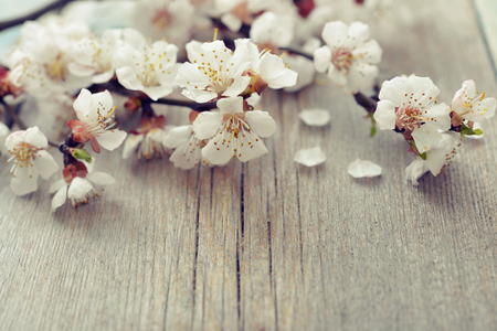 Beautiful blossom branch over wooden background closeupの写真素材