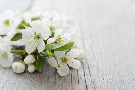 Beautiful blossom branch over wooden background closeupの写真素材