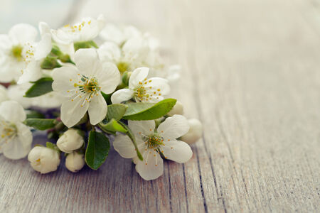 Beautiful blossom branch over wooden background closeupの写真素材