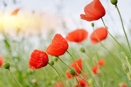 Field with blooming Poppy Flowers in summer closeupの写真素材