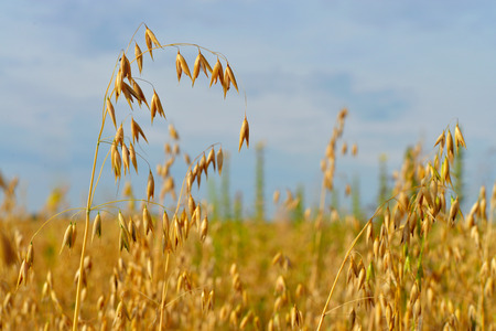 Spikelets of oats, oats field and blue skyの写真素材
