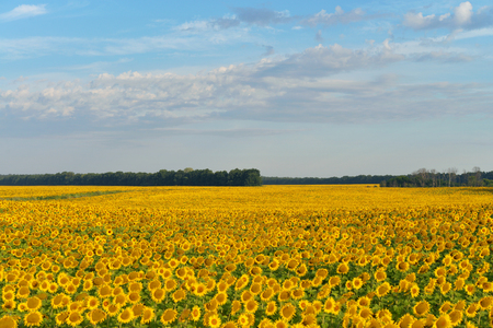 Sunflower field on a background of blue skyの写真素材