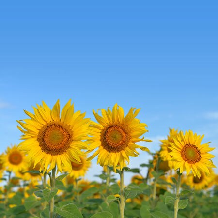 Sunflower field on a background of blue skyの写真素材