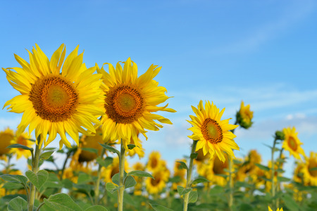 Sunflower field on a background of blue sky の写真素材