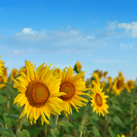 Sunflower field on a background of blue sky の写真素材