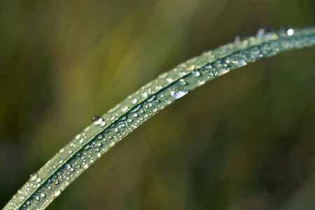Grass with dew drops close up. Can be used as background. の写真素材