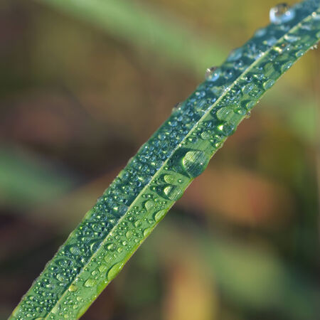 Grass with dew drops close up. Can be used as background. の写真素材