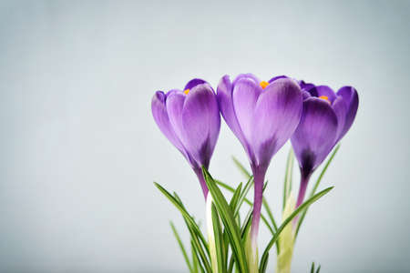 Crocus in vase on blue background closeupの写真素材