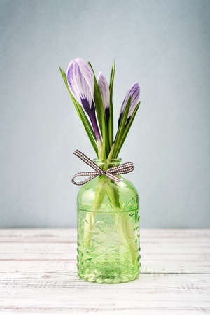 Crocus in vases on blue background closeupの写真素材
