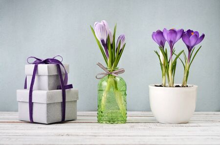 Gift boxes  and crocus in vases on blue backgroundの写真素材