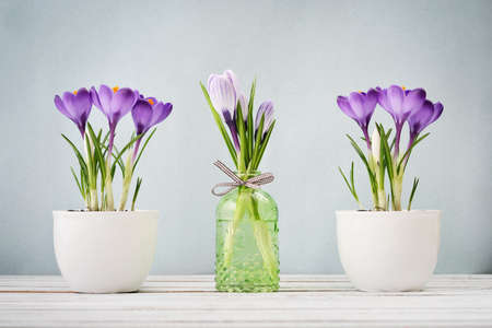 Crocus in vases with ribbon on blue backgroundの写真素材