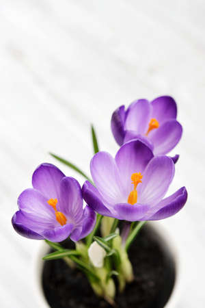 Crocus in vases on blue background closeupの写真素材