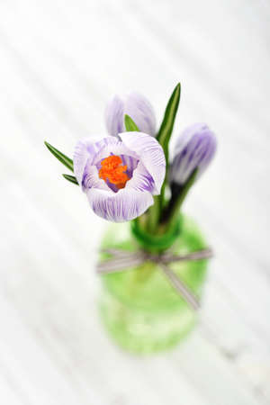 Crocus in vases on blue background closeupの写真素材