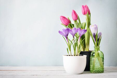 Tulips and crocus in vases on blue background with copy spaceの写真素材