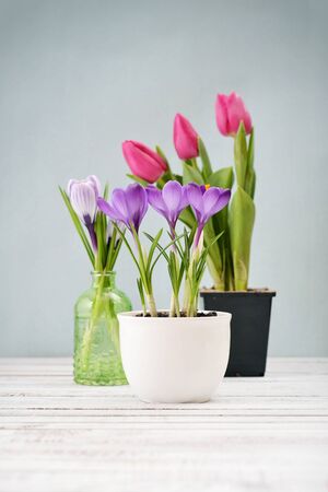 Tulips and crocus in vases on blue backgroundの写真素材