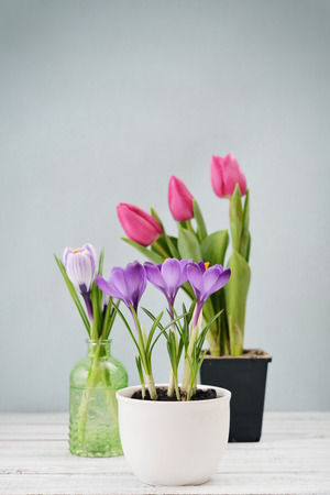 Tulips and crocus in vases on blue backgroundの写真素材