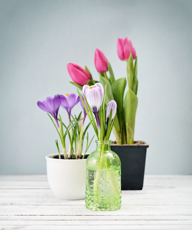 Tulips and crocus in vases on blue backgroundの写真素材