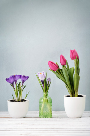 Tulips and crocus in vases on blue backgroundの写真素材