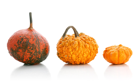 Mini pumpkins isolated on a white background with reflectionの写真素材
