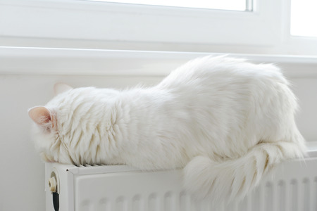 Beautiful white cat relaxing  on the radiator closeupの写真素材