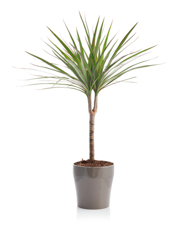 Dracaena in a flower pot the isolated on white backgroundの写真素材
